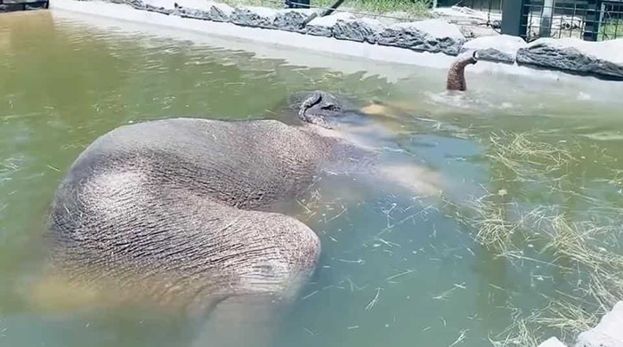 gajah di Fort Worth Zoo