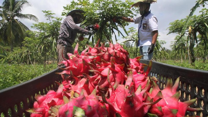 Kebun buah naga
