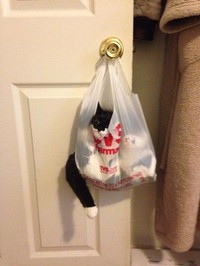 kucing lucu elastis