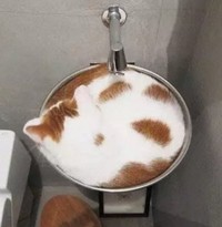 kucing lucu elastis