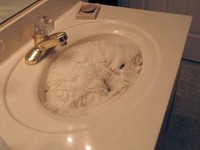 kucing lucu elastis