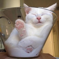 kucing lucu elastis