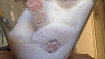 Enak tidur di dalam mangkuk. (Foto: Brightside)