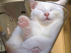 Bukti Lucu Kucing Punya Tubuh Lentur