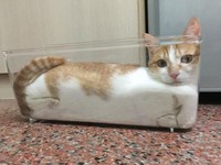 kucing lucu elastis