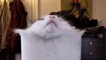 Apa benar ya kucing punya tulang super lentur? (Foto: Brightside)