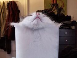 Bukti Lucu Kucing Punya Tubuh Lentur