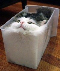 kucing lucu elastis