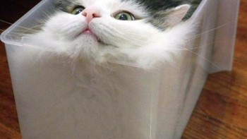 Siapa sangka wadah sekecil ini ternyata bisa ditempati si kucing. (Foto: Brightside)