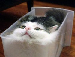 Bukti Lucu Kucing Punya Tubuh Lentur