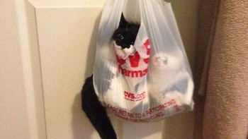 Sampai kantung plastik pun juga mereka nyaman untuk tidur. (Foto: Brightside)