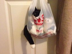 Bukti Lucu Kucing Punya Tubuh Lentur