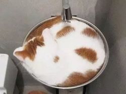 Bukti Lucu Kucing Punya Tubuh Lentur