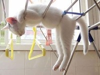 kucing lucu elastis