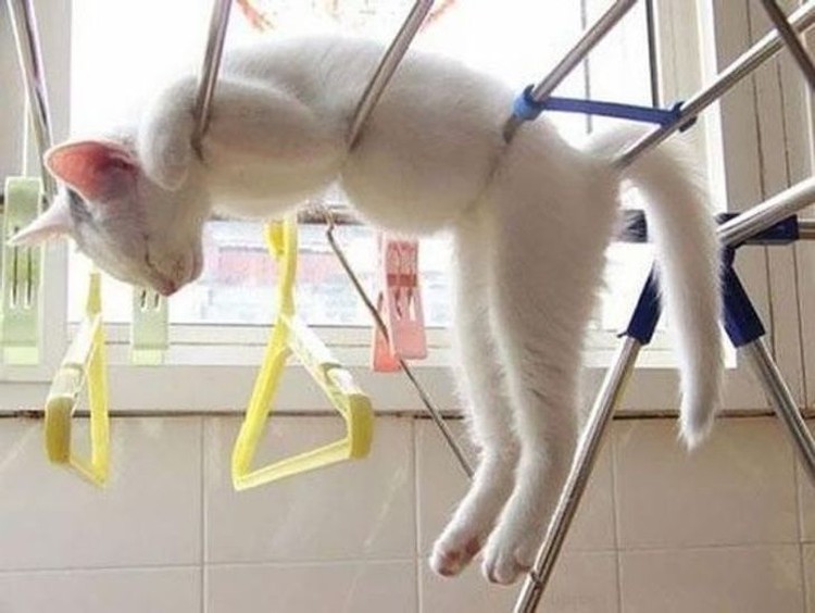 kucing lucu elastis kucing lucu elastis