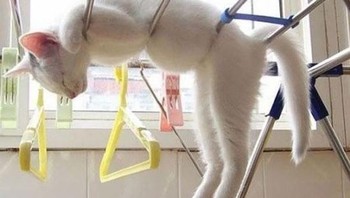 Si kucing habis mandi perlu dijemur kayanya. (Foto: Brightside)