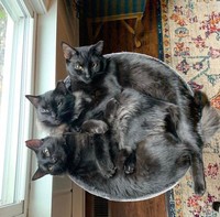 kucing lucu elastis