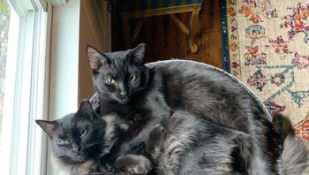 Muat untuk bertiga lho. (Foto: Brightside)