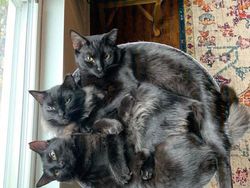 Bukti Lucu Kucing Punya Tubuh Lentur