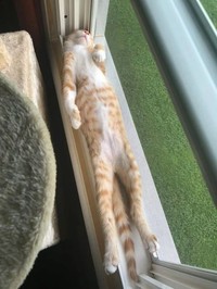 kucing lucu elastis