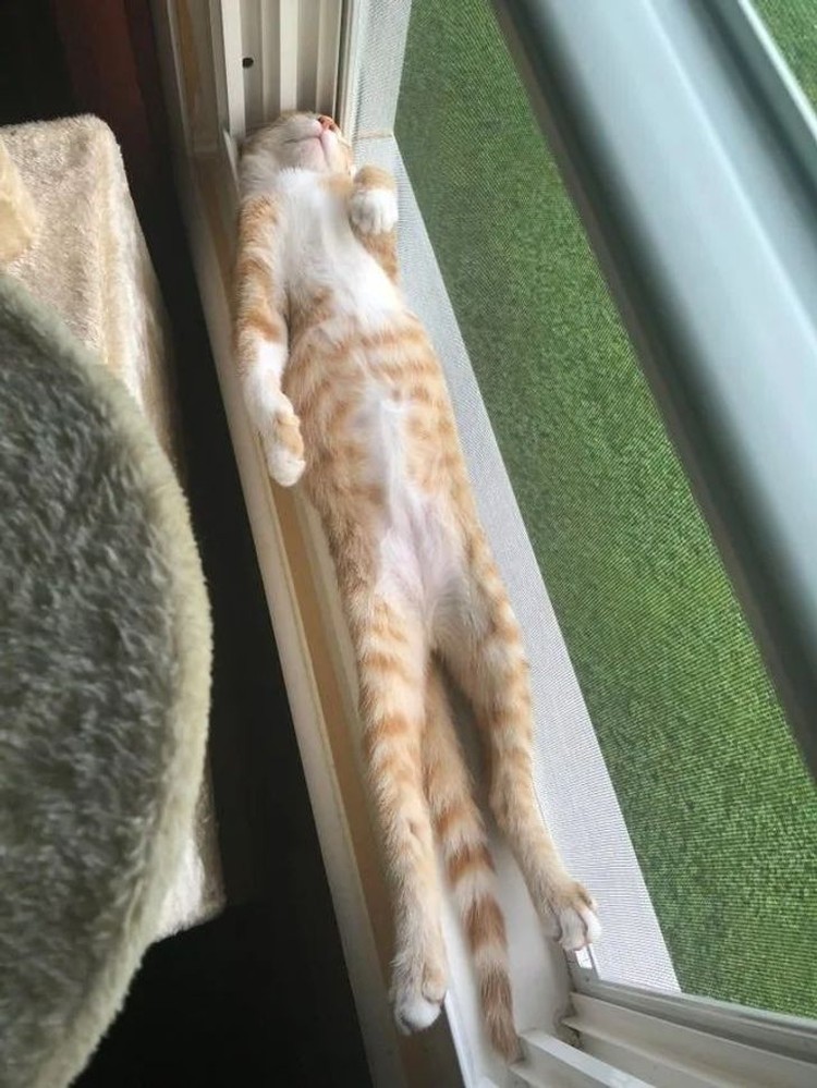 kucing lucu elastis kucing lucu elastis