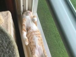 Bukti Lucu Kucing Punya Tubuh Lentur