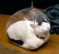 kucing lucu elastis