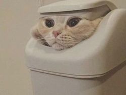 Bukti Lucu Kucing Punya Tubuh Lentur