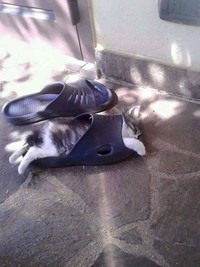 kucing lucu elastis