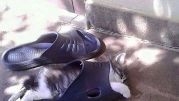 Sendal pun bisa jadi tempat tidur si kucing. (Foto: Brightside)