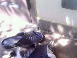 Bukti Lucu Kucing Punya Tubuh Lentur