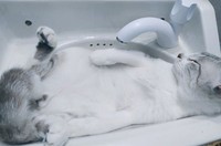 kucing lucu elastis