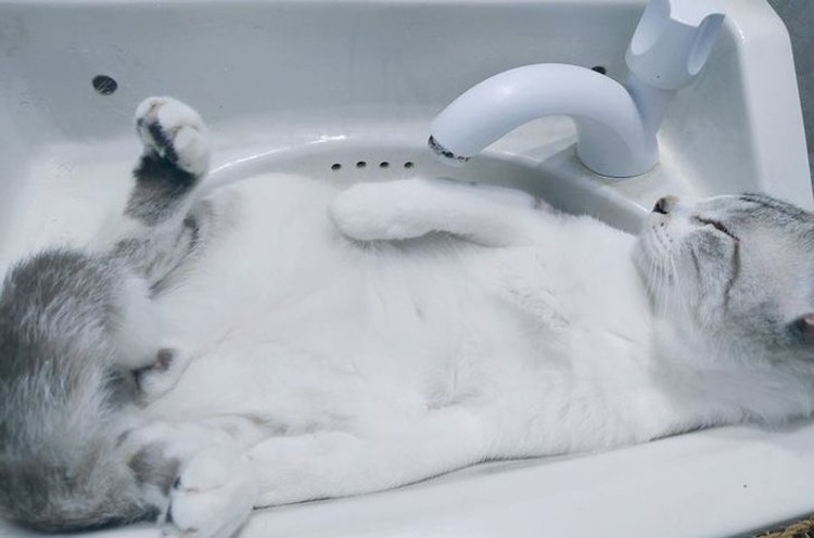 kucing lucu elastis