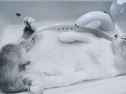 Bukti Lucu Kucing Punya Tubuh Lentur