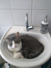 kucing lucu elastis