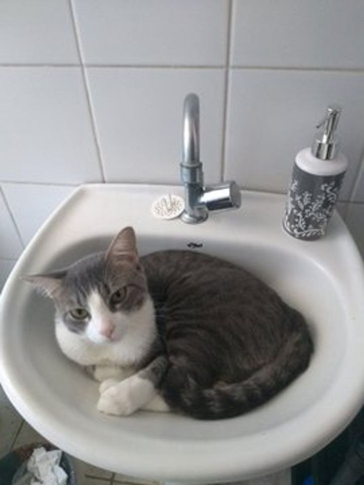 kucing lucu elastis kucing lucu elastis