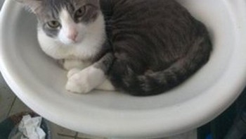 Mau mandi di wastafel cing? (Foto: Brightside)