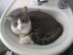 Bukti Lucu Kucing Punya Tubuh Lentur