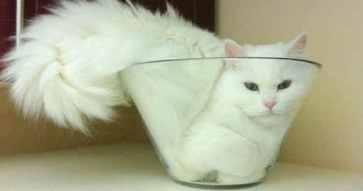 kucing lucu elastis kucing lucu elastis