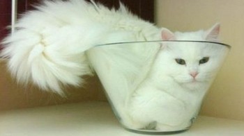 Mangkuk kecil pun jadi tempat duduk si kucing. (Foto: Brightside)