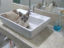 Bukti Lucu Kucing Punya Tubuh Lentur