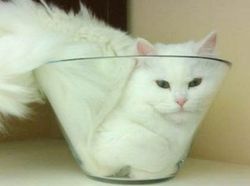 Bukti Lucu Kucing Punya Tubuh Lentur