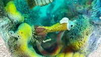 Kue cantik ini menampilkan isi laut yang sangat indah. Warnanya biru tosca dengan hiasan aneka ikan kecil seperti nemo dan ikan hias lainnya. Foto: bored panda