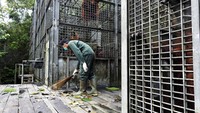 Relawan BOS membersihkan kandang. CEO BOS Foundation, Jamartin Sihite menyambut baik bantuan ini. “Sejak pandemi menjadi kekhawatiran kita bersama, kami langsung menutup semua proyek, terutama pusat rehabilitasi orangutan, dari kunjungan siapa pun. Para staf bekerja di bawah protokol yang diperketat dan dalam rotasi kerja yang disesuaikan, untuk menjamin orangutan tetap aman dari potensi penularan COVID-19 oleh staf kami,” ujar Jamartin. Istimewa/Dok.BOSF.