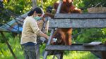 Melihat dari Dekat Pencegahan Corona ke Orangutan di Kalteng