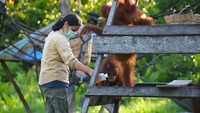 Relawan bermain bersama orangutan. Minamas Plantatation menyerahkan bantuan dalam penanggulangan Covid-19 yang dilakukan hampir di seluruh unit bisnisnya di 7 wilayah. Sebanyak 5.000 paket dalam bentuk sembako, masker, Alat Pelindung Diri (APD), cairan desinfektan, hand sanitizier, 2.572 liter minyak goreng serta 1.000 masker kain yang langsung didistribusikan kepada masyarakat dan Pemerintah Daerah melalui tim Gugus Tugas setempat. Istimewa/Dok.BOSF.
