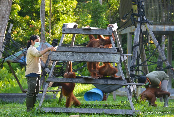 Minamas Plantation serahkan bantuan ke Pusat Perlindungan dan Rehabilitasi Orangutan Borneo Orangutan Survival Foundation. Hal itu dilakukan guna cegah COVID-19