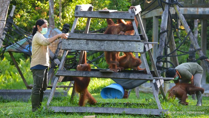 Minamas Plantation serahkan bantuan ke Pusat Perlindungan dan Rehabilitasi Orangutan Borneo Orangutan Survival Foundation. Hal itu dilakukan guna cegah COVID-19