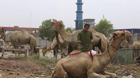 Idul Adha dirayakan dengan menyembelih hewan kurban seperti sapi, kerbau, kambing, domba, atau unta. AP Photo/Muhammad Sajjad  