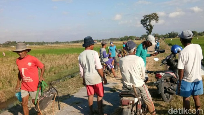 Petani di Klaten mengeluh diserang hama wereng